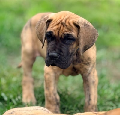 Les chiots de Dogue allemand