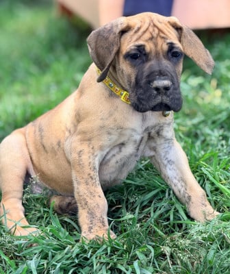 Les chiots de Dogue allemand