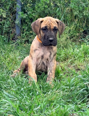 Les chiots de Dogue allemand