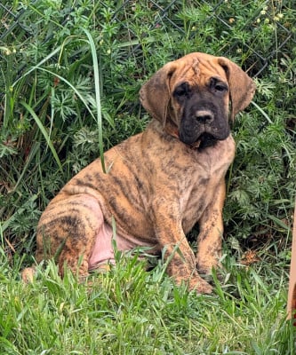 Les chiots de Dogue allemand