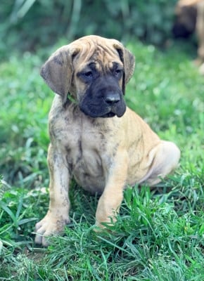 Les chiots de Dogue allemand