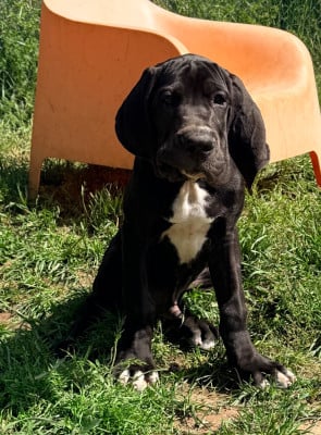 Les chiots de Dogue allemand