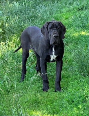 Les chiots de Dogue allemand