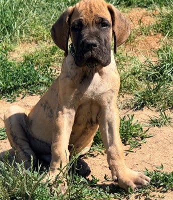 Les chiots de Dogue allemand