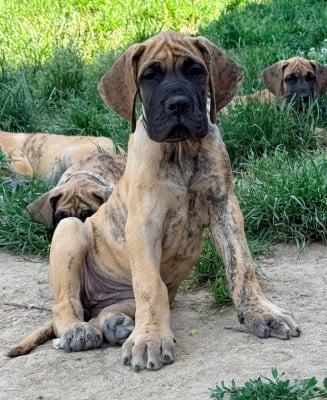 Les chiots de Dogue allemand