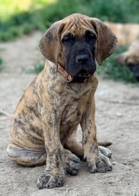 Les chiots de Dogue allemand