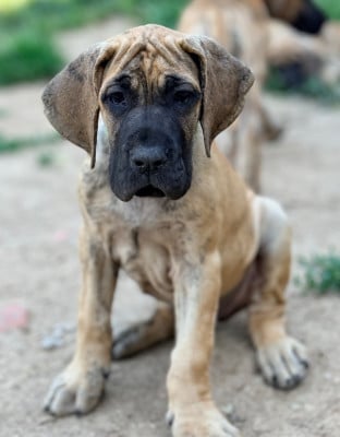 Les chiots de Dogue allemand