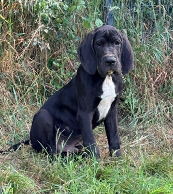Les chiots de Dogue allemand