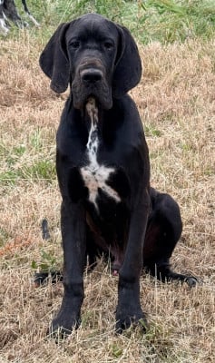 Les chiots de Dogue allemand