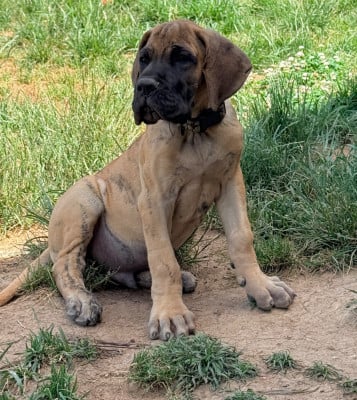 Les chiots de Dogue allemand