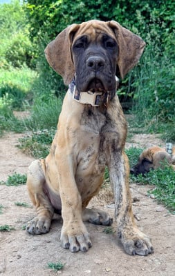 Les chiots de Dogue allemand