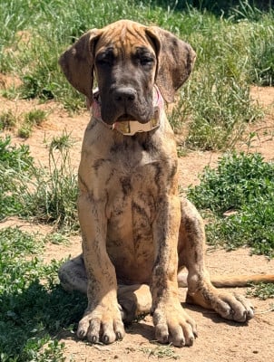 Les chiots de Dogue allemand