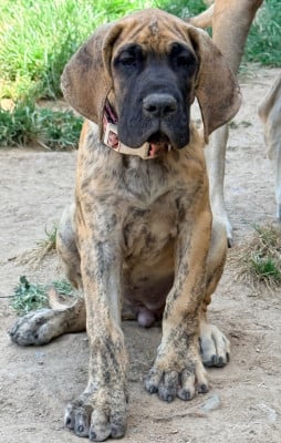 Les chiots de Dogue allemand