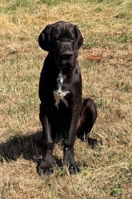Les chiots de Dogue allemand