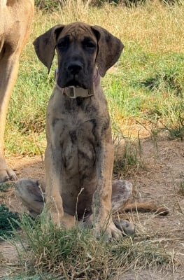 Les chiots de Dogue allemand