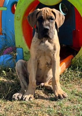 Les chiots de Dogue allemand
