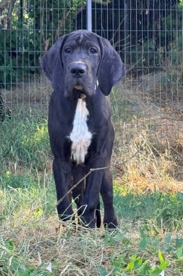 Les chiots de Dogue allemand