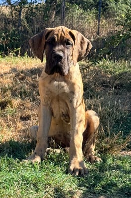 Les chiots de Dogue allemand