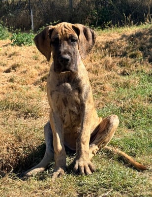 Les chiots de Dogue allemand
