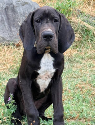 Les chiots de Dogue allemand