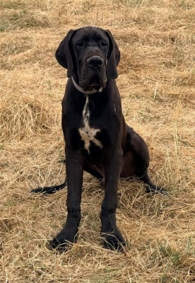 Les chiots de Dogue allemand