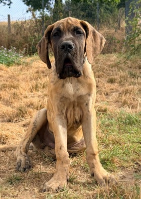 Les chiots de Dogue allemand