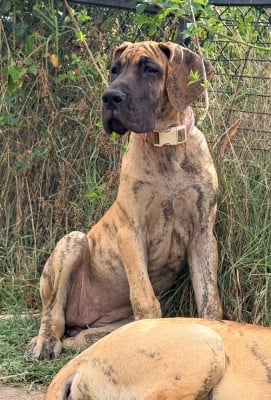 Les chiots de Dogue allemand