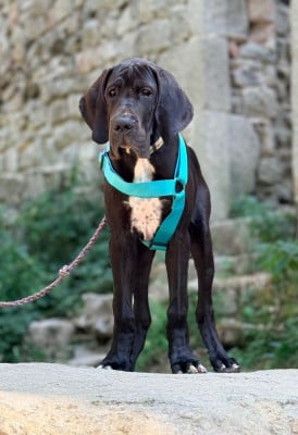 Les chiots de Dogue allemand