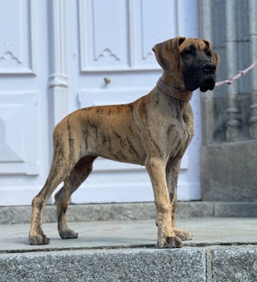 Les chiots de Dogue allemand