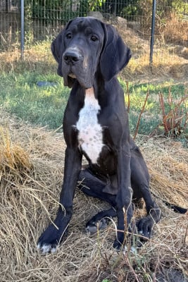 Les chiots de Dogue allemand