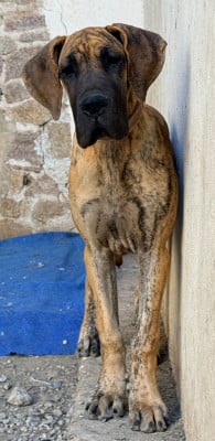 Les chiots de Dogue allemand
