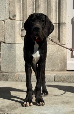 Les chiots de Dogue allemand