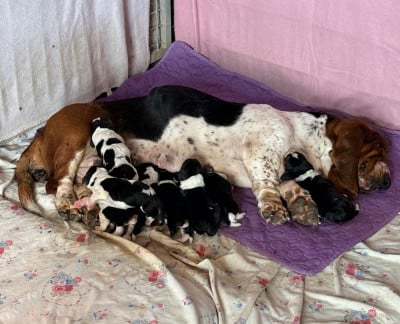 Basset Hound
