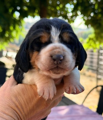 Brownie - Basset Hound