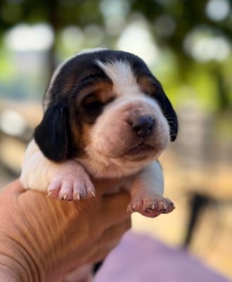 Bubble gum - Basset Hound