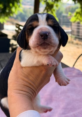 Bounty - Basset Hound