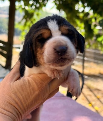 Bueno - Basset Hound