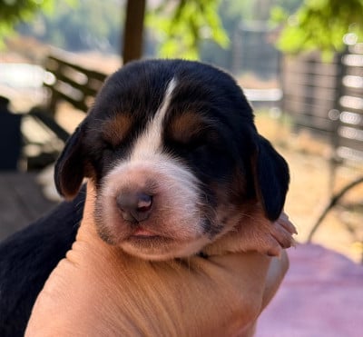 Balisto - Basset Hound