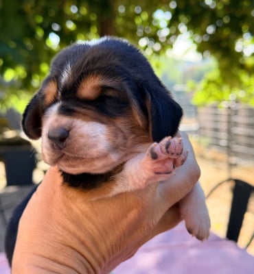 Banana - Basset Hound
