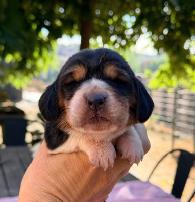 Biscotte - Basset Hound