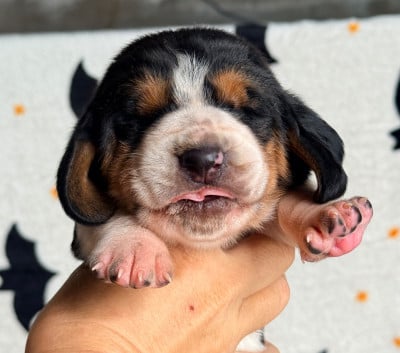 Les chiots de Basset Hound