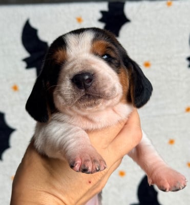 Les chiots de Basset Hound