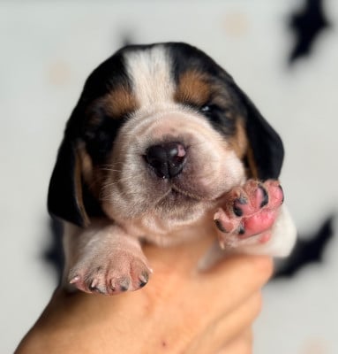Les chiots de Basset Hound