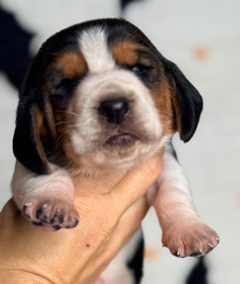 Les chiots de Basset Hound