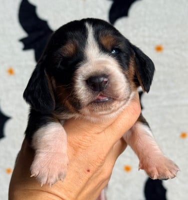 Les chiots de Basset Hound