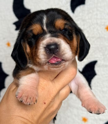 Les chiots de Basset Hound
