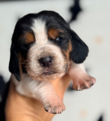 Les chiots de Basset Hound