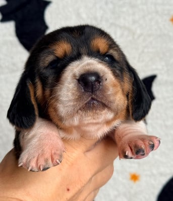 Les chiots de Basset Hound