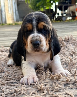 Les chiots de Basset Hound