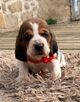 Les chiots de Basset Hound